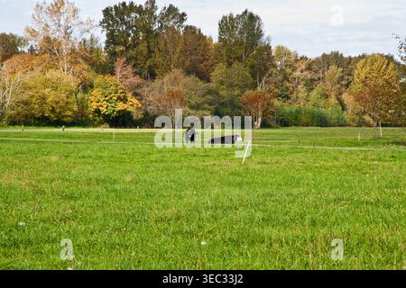 Zwei Kühe im Feld, eine stehend und eine liegend Stockfoto