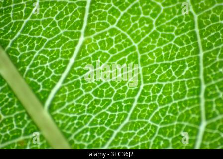 Frisches grünes Blatt, das Venen und Naturtextur in einer lebendigen Pflanze hervorhebt. Stockfoto