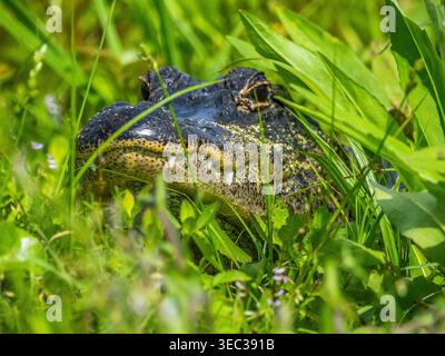 Alligator liegt im Gras auf einem Wanderweg in den Orlando Wetlands in Weihnachten, Florida USA Stockfoto