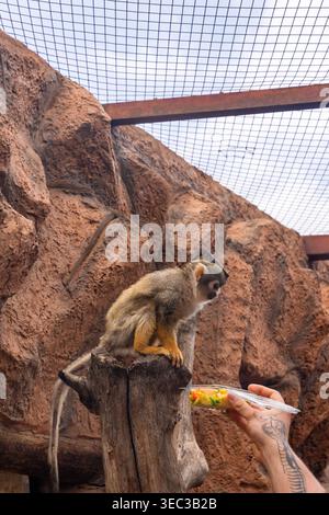 Affe, der als Hand auf Baumstamm hockt, bietet Obst in felsigem Gehege Stockfoto
