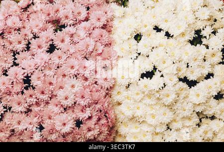 Rosafarbene und weiße Chrysanthemen blühen zusammen in lebendigen Blumenarrangements Stockfoto