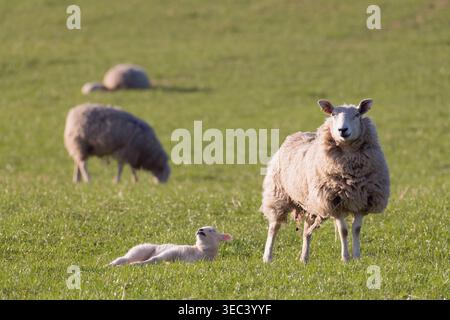 Ein junges Lamm, das auf einem Grasfeld liegt und die Frühlingssonne mit seiner Mutter in der Nähe genießt Stockfoto