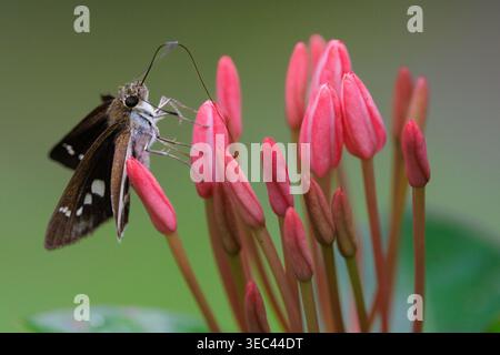 Skipper Schmetterling auf rosa ixora Blütenknospen mit ausgedehntem Proboscis Stockfoto