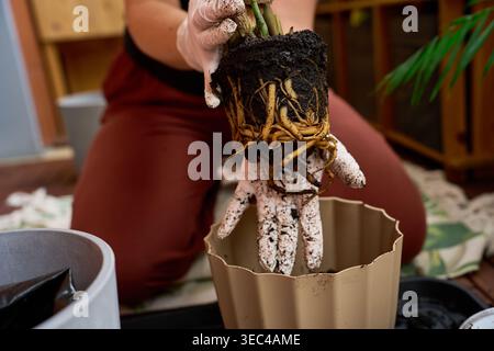 Hände in schmutzigen Handschuhen mit dicken Wurzeln eines Zamioculcas vor dem Umtopfen Stockfoto