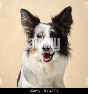 Ein schwarz-weißer Collie sitzt ruhig mit einer leichten Kopfneigung im Studio-Licht. Stockfoto