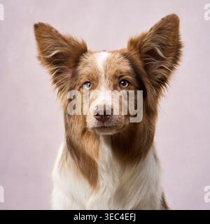 Ein entspannter Border Collie blickt in sanfter Farbeinstellung mit aufrechten Ohren auf die Kamera. Stockfoto