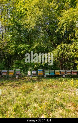 Lange Reihe von etwa 15 bemalten Holzbienhäusern in verschiedenen Farben auf einem Stand auf einer grünen Wiese. Große Mischwälder dahinter mit hoher Leuchtkraft Stockfoto