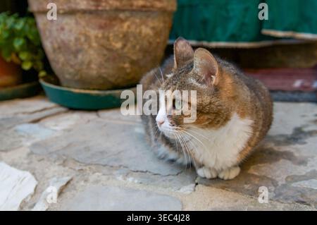 Braune und weiße Calico-Katze, die auf einer Steinterrasse neben einem Terrakotta-Blumentopf sitzt. Hauskatze, die sich im Freien in einem rustikalen Set entspannt Stockfoto