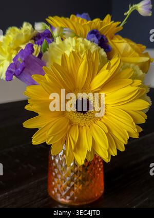 Ein frischer Gerbera Daisy in einem Indoor Center. Stockfoto