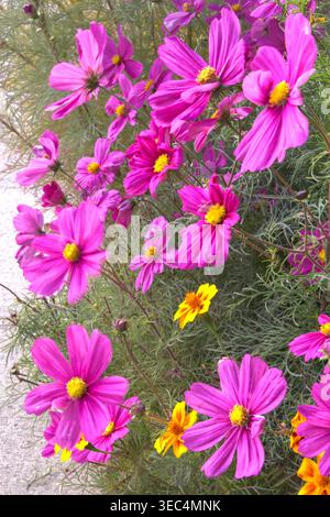 Eine Gruppe rosa Gartenkosmos-Blüten in vertikaler Ausrichtung. Stockfoto