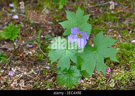 Glaucidium palmatum (japanischer Name 'Shirane-aoi') Blüten. Ranunculaceae endemisch in Japan. Er wächst in feuchten Gebieten in Bergregionen. Stockfoto
