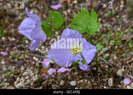 Glaucidium palmatum (japanischer Name 'Shirane-aoi') Blüten. Ranunculaceae endemisch in Japan. Er wächst in feuchten Gebieten in Bergregionen. Stockfoto