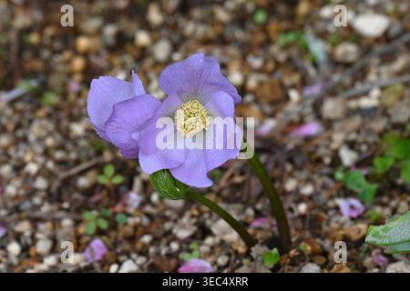 Glaucidium palmatum (japanischer Name 'Shirane-aoi') Blüten. Ranunculaceae endemisch in Japan. Er wächst in feuchten Gebieten in Bergregionen. Stockfoto