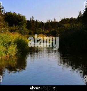 Ruhiger reflektierender Fluss, der durch üppige goldene Gräser und den Evergreen Forest fließt Stockfoto