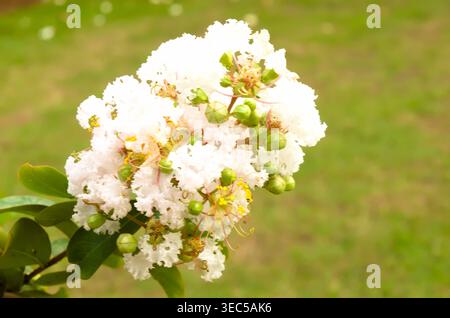Blühende weiße Crape Myrte Blume, Lagerstroemia Indica bekannt als Furush Ful Stockfoto