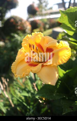 Gelbe Hibiskusblüten Wachsen Wunderschön Im Garten Stockfoto