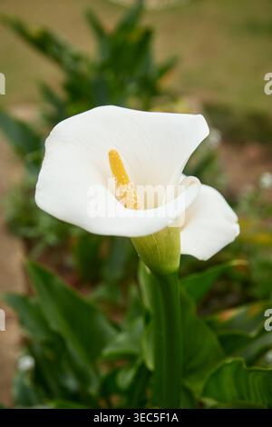 Weiße Calla-Lilienblüte auf grünem Stiel im Garten, glatte weiße Spatze mit gelbem Spadix, Seitenansicht mit weichem Fokus, elegantes Blumenkonzept Stockfoto