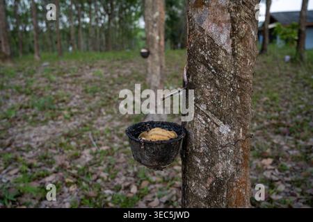 Ein Gummibaumstamm mit einem Becher zur Sammlung von latexsaft in einem Plantagengebiet in Krabi Thailand. Stockfoto