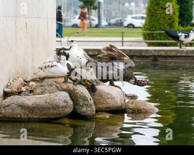 Zwei Moschusenten (Cairina moschata f. domestica) stehen auf Felsen am Rand eines Teiches in Lissabon, Portugal, die ein Interaktionsverhalten zeigen. Stockfoto
