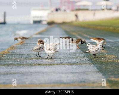 Gruppe von Sanderlingen (Calidris alba), die auf nassem Sand entlang der Küste in Lissabon, Portugal, stehen und fressen. Stockfoto
