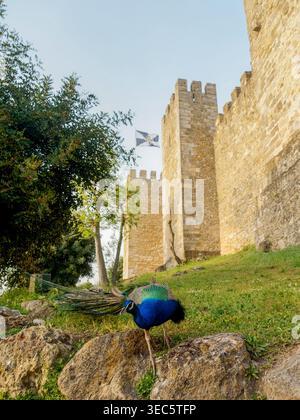 Indischer Pfauz (Pavo cristatus), männlicher Pfau, der auf Felsen in der Nähe einer historischen Burgmauer in Lissabon steht. Dieser Vogel aus der Familie der Phasianidae, Befehl GA Stockfoto