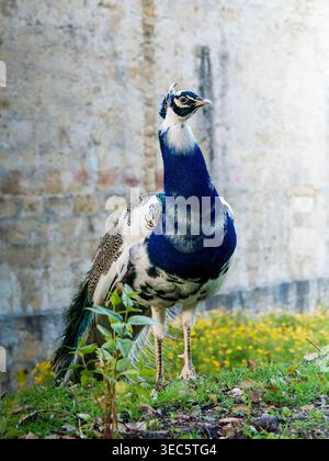 Indischer Pfauz (Pavo cristatus), männlicher Pfau, der auf Gras in einer städtischen Umgebung in Lissabon steht. Dieser Vogel aus der Familie Phasianidae, Befehl Gallif Stockfoto