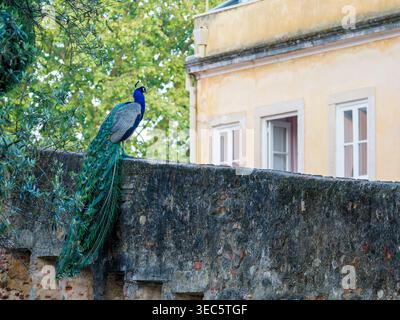 Indischer Pfauzen (Pavo cristatus), der auf einer Steinmauer in einer städtischen Umgebung mit Gebäuden im Hintergrund thront. Dieser Vogel aus der Familie der Phasianidae Stockfoto