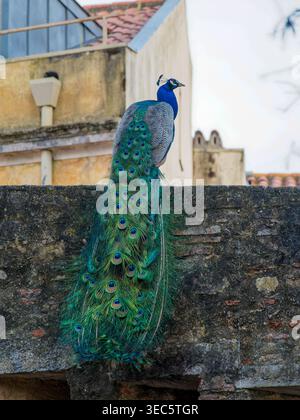 Indischer Pfauz (Pavo cristatus), männlicher Pfau auf einer Steinmauer in einer städtischen Umgebung in Lissabon. Dieser Vogel aus der Familie der Phasianidae, Ordnung Stockfoto