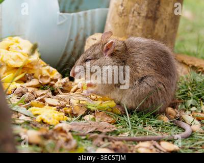 Braune Ratte (Rattus norvegicus) auf der Suche nach organischen Abfällen in einer städtischen Umgebung, detailliert dargestellt mit sichtbaren Whiskern und Fellstruktur. Diese Stange Stockfoto
