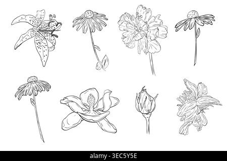 Lily, Gänseblümchen, schwarzäugige Susan, Rose, Pfingstrose, magnolien- und Nelkenblume im detailreichen Linienart-Stil. Sammlung Stock Vektor