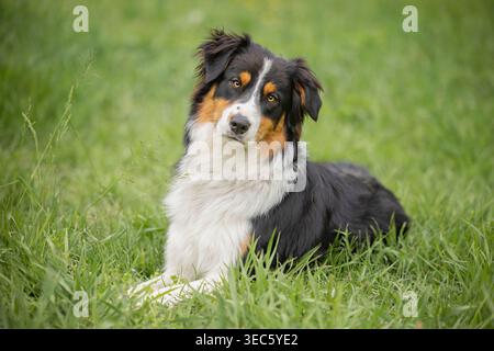 Australischer Schäferhund. Erwachsener Hund im Gras Stockfoto