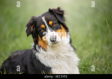 Australischer Schäferhund. Erwachsener sitzt im Gras. Deutschland Stockfoto