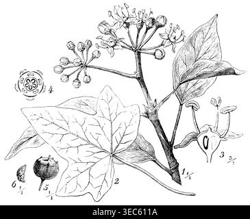 ivy, ein fruchtbarer Zweig. 2 Blatt eines sterilen Zweigs. 3 Blume im Längsschnitt. 4 Diagramm, 5 Früchte. 6 Seed, Hedera helix, (Botanik-Buch, 1900), Efeu, 1 Fertiler Zweig. 2 Blatt eines sterilen Zweiges. 3 Blüthe im Längsschnitt. 4 Diagramm, 5 Frucht. 6 gleich, lierre, 1 Branche fruchtbar. 2 Feuille d'une Branche stérile. 3 Fleur en Coupe longitudinale. 4 Schéma, 5 Früchte. 6 Graine Stockfoto
