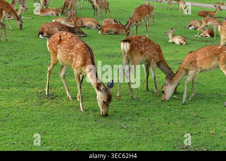 Gruppe von Sika-Hirschen oder japanischen Hirschen (Cervus nippon), die im Nara Park, Japan, weiden Stockfoto