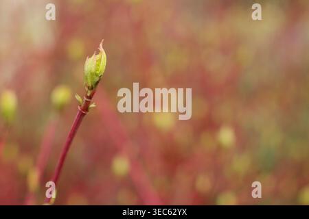Neues Frühlingsblatt aus rotem Stamm des blühenden Hartholzes, Cornus im März. UK Stockfoto