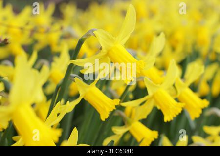 Narcissus 'Februar Gold' , frühblühende Narzissen, auch Narcissus cyclamineus 'Februar Gold' genannt. UK Stockfoto