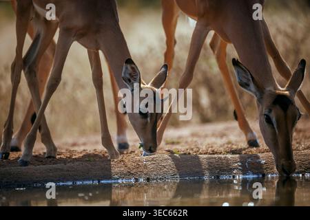 Zwei Common Impala Porträt trinkt in Wasserloch Vorderansicht im Kruger Nationalpark, Südafrika; Specie Aepyceros melampus Familie der Bovidae Stockfoto