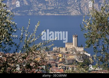 Schloss Scaliger in Malcesine mit Blick auf den Gardasee, Italien, eingerahmt von Olivenbäumen mit dem historischen Dorf darunter. Stockfoto