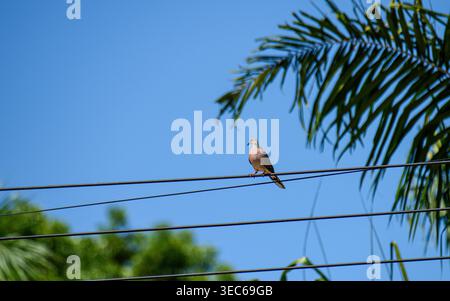 Gefleckter Taubenvogel, der auf einem Stromkabel unter einem hellblauen Himmel mit grünen Palmblättern ruht und die urbane Tierwelt zeigt. Thailand Fotografie, keine Generation Stockfoto