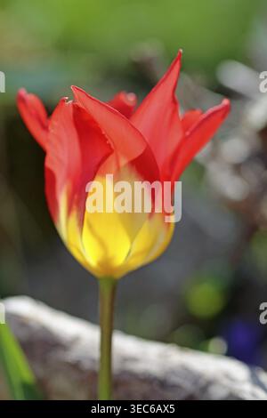 Rote und gelbe Tulpen in voller Blüte, strahlend in der Morgensonne in Horn-Bad Meinberg Stockfoto