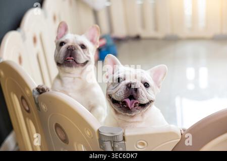 Glücklicher weißer französischer Bulldogge Hund und Tierfreund stehen hinter dem Innenzauntor und sehen süß und aufgeregt aus, mit offenem Mund und Zunge Stockfoto