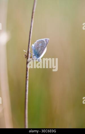 Seitenprofil eines männlichen gewöhnlichen Blauen Schmetterlings (Polyommatus icarus), der auf einem trockenen Grasstamm auf einer sonnigen Sommerwiese ruht. Stockfoto