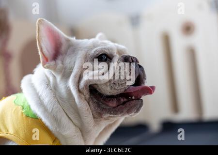 Glücklicher weißer französischer Bulldogge-Hund in niedlichem gelbem Hemd mit fröhlichem emotionalem Ausdruck Porträt eines lustigen entzückenden Haustieres, das drinnen mit verschwommenem Ba keucht Stockfoto