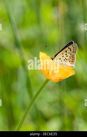 Nahaufnahme eines rußhaltigen Kupferschmetterlings (Lycaena tityrus), der auf einer sonnendurchfluteten grünen Wiese eine gelbe Butterblume ernährt Stockfoto