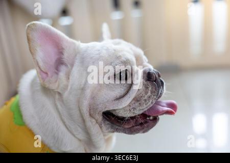 Nahaufnahme Porträt eines glücklichen weißen französischen Bulldogge-Hundes mit niedlichem Gesicht, das drinnen die Zunge zeigt, die ein gelbes Hemd trägt und sich fröhlich und entzückend wie b benimmt Stockfoto