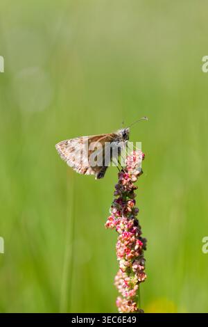 Seitenprofil eines schmutzigen Skipper-Schmetterlings (Erynnis Tages), der auf einer blühenden Sauerampfer-Pflanze auf einer sonnendurchfluteten grünen Wiese ruht. Stockfoto