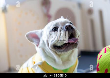 Fröhliche französische Bulldogge mit gelbem Hemd, die drinnen vor Freude keucht und sehnt nach oben und wartet gespannt auf die Spielzeit und fühlt sich fröhlich und energiegeladen voller Exc Stockfoto