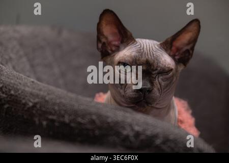 Sphynx Cat Winking Close Up Hairless Cat Expression Porträt Stockfoto