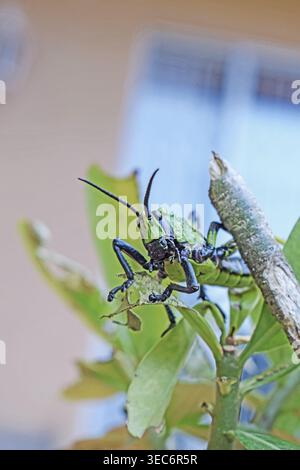 Eleganter Grasshopper (Zonocerus elegans), auch bekannt als der knallige Grasshopper Stockfoto
