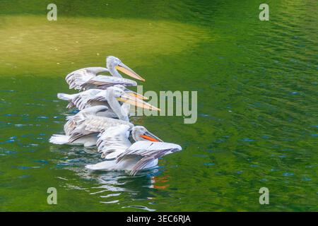 Herde dalmatinischer Pelikane (Pelecanus crispus), die im See schwimmen Stockfoto